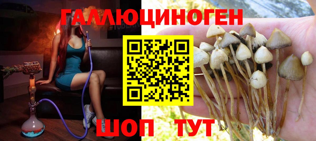 Унеча  Псилоцибиновые грибы мицелий  Вход с VPN 